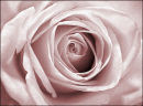 Pink Rose